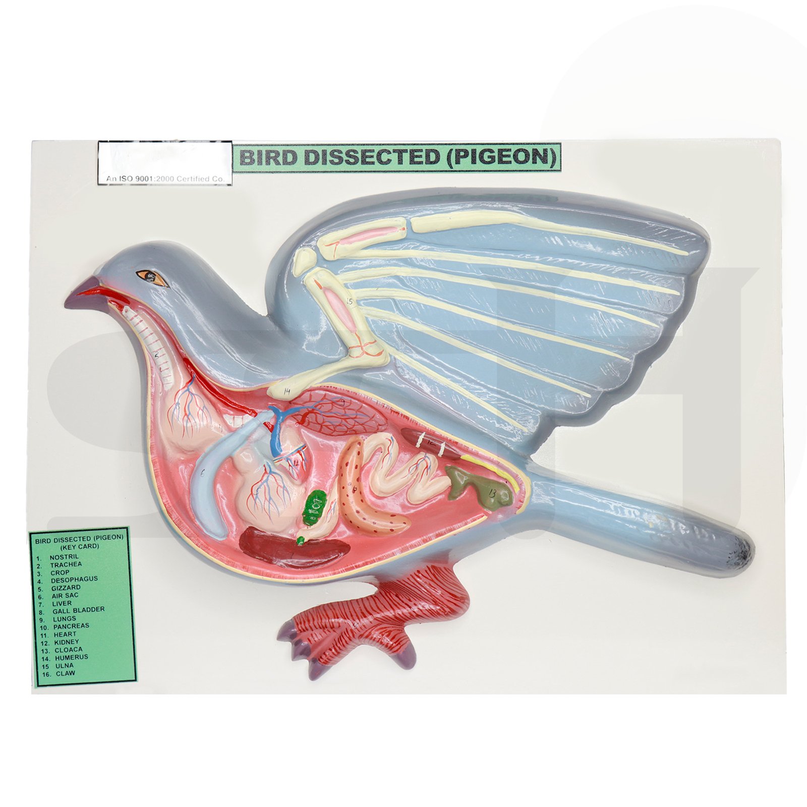 bird dissection