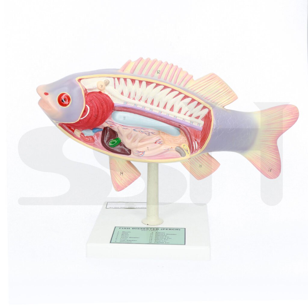 Fish Dissection Model – Scientific Supply House