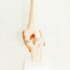 Model Tendon & Muscle Knee