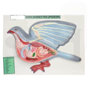 Model Bird Dissection Pigeon