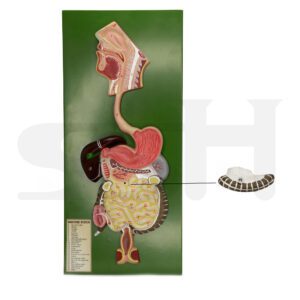 Digestive System Model