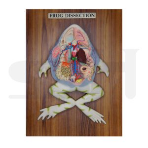 Frog Dissection Model