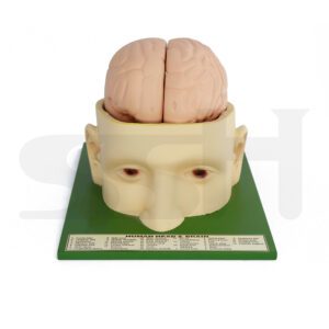 Human Head Model