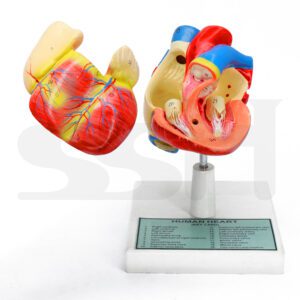 Human Heart Deluxe Model