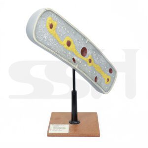 Model Bacteria Cell