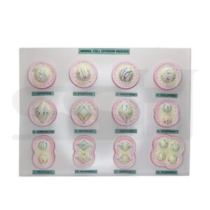 Meiosis set of 12 Model
