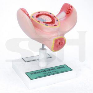Human Pregnancy Model