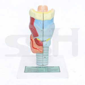 Human Larynx Model
