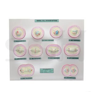 Mitosis Set of 12 Model