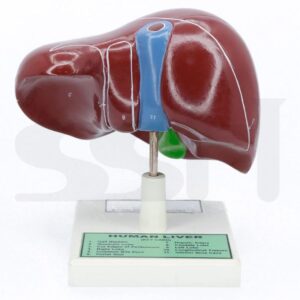 Human Liver Model