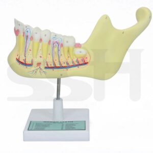 Human Teeth  Model