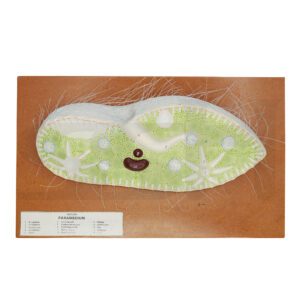 Paramecium Model
