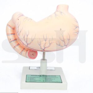 Human Stomach Model
