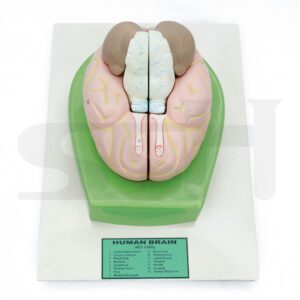 Human Brain  Model