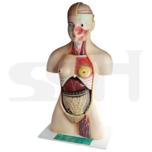 Human Dual-Sex Torso Model