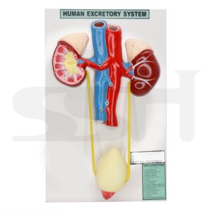 Human Excretory System