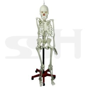 Human Skelton Model