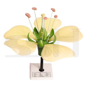 Flower Dissection Model