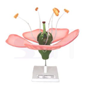 Model Flower Dicotyledon