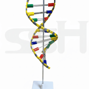 DNA Demonstration Model