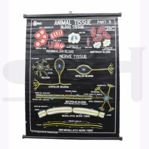 Animal Tissues Chart English (Blood Tissue + Nerve Tissue)