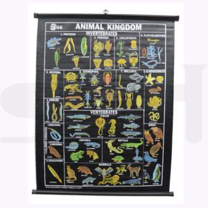 Animals Kingdom Chart English