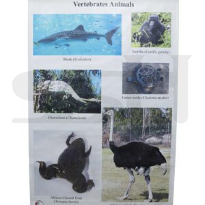 Animals Vertebrate Chart English