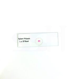 Slide Plant Xylem Phloem LS of Root