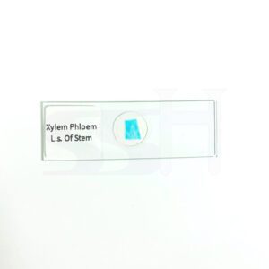Slide Plant Xylem Phloem LS of Stem