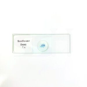 Slide Sunflower Ovary T.S