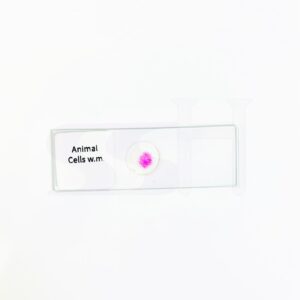 Slide Animal Cell