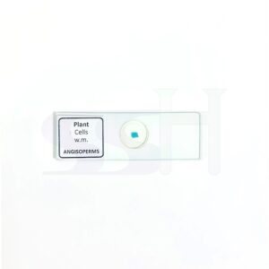 Slide Plant Cell