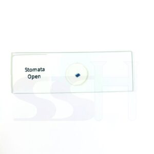 Slide Plant Stomata Open
