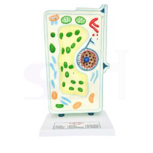 Plant Cell Model